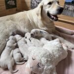CHIOTS GOLDEN RETRIEVER LOF DISPONIBLE EN COTE D&rsquo;ARMOR