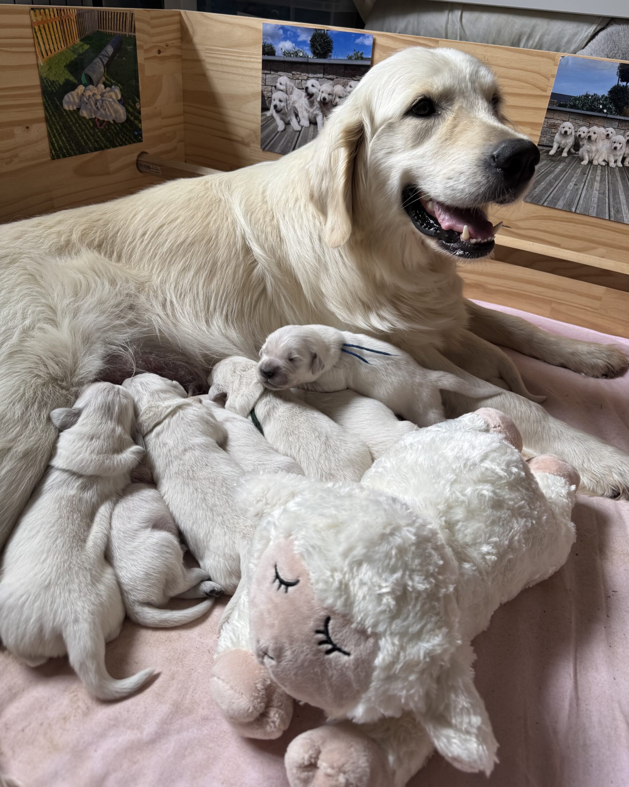 Lire la suite à propos de l’article CHIOTS GOLDEN RETRIEVER LOF DISPONIBLE EN COTE D&rsquo;ARMOR